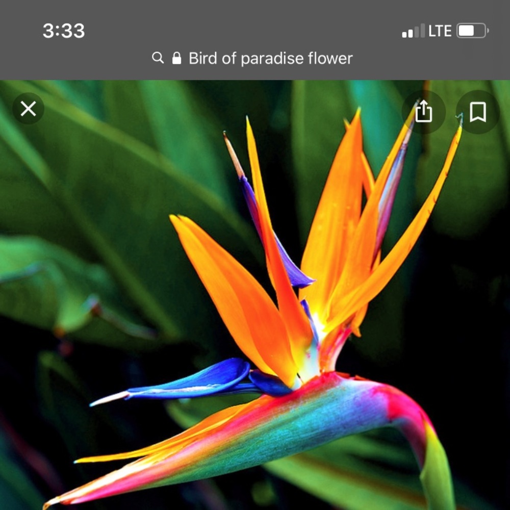 Meet your Posher, Brigid